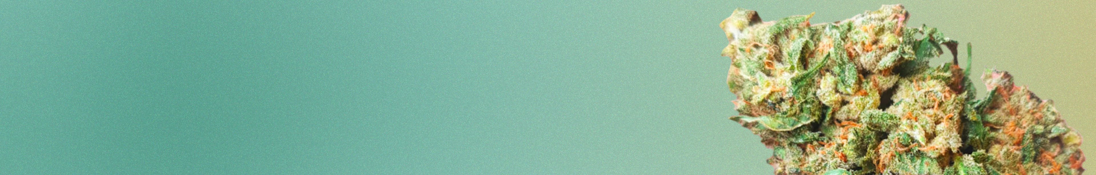 PRE-PACK Banner