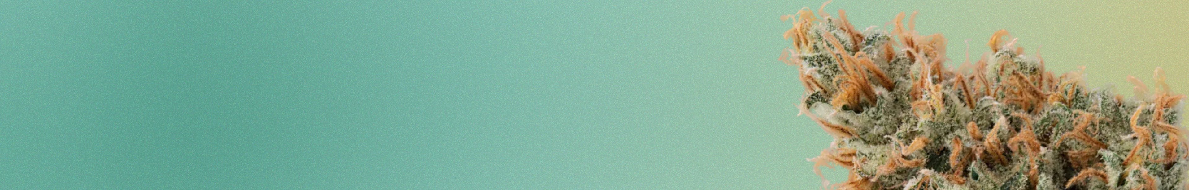 SATIVA Banner