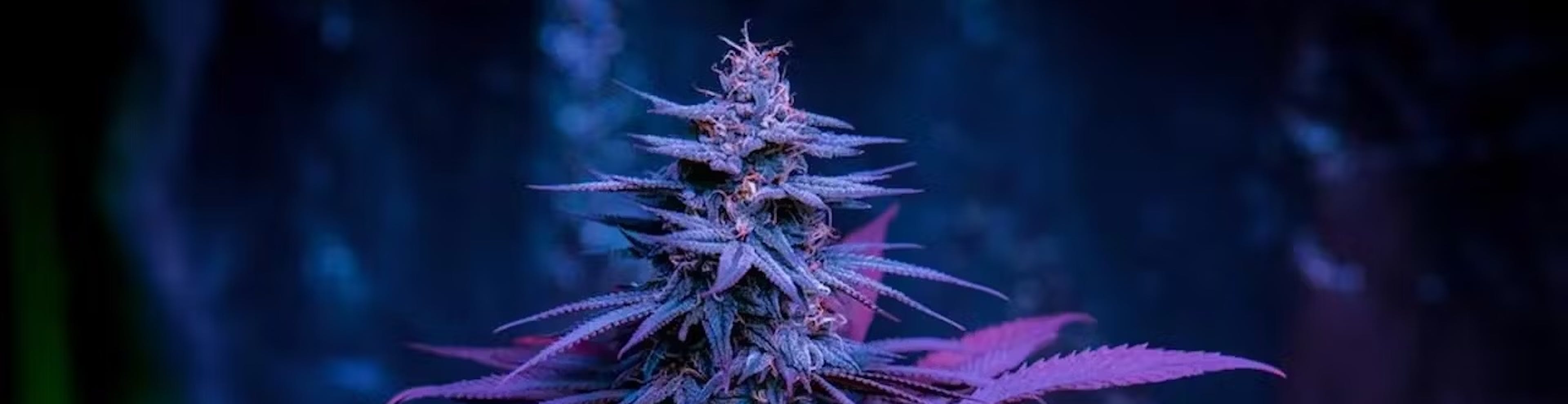 Purple Wookie Strain
