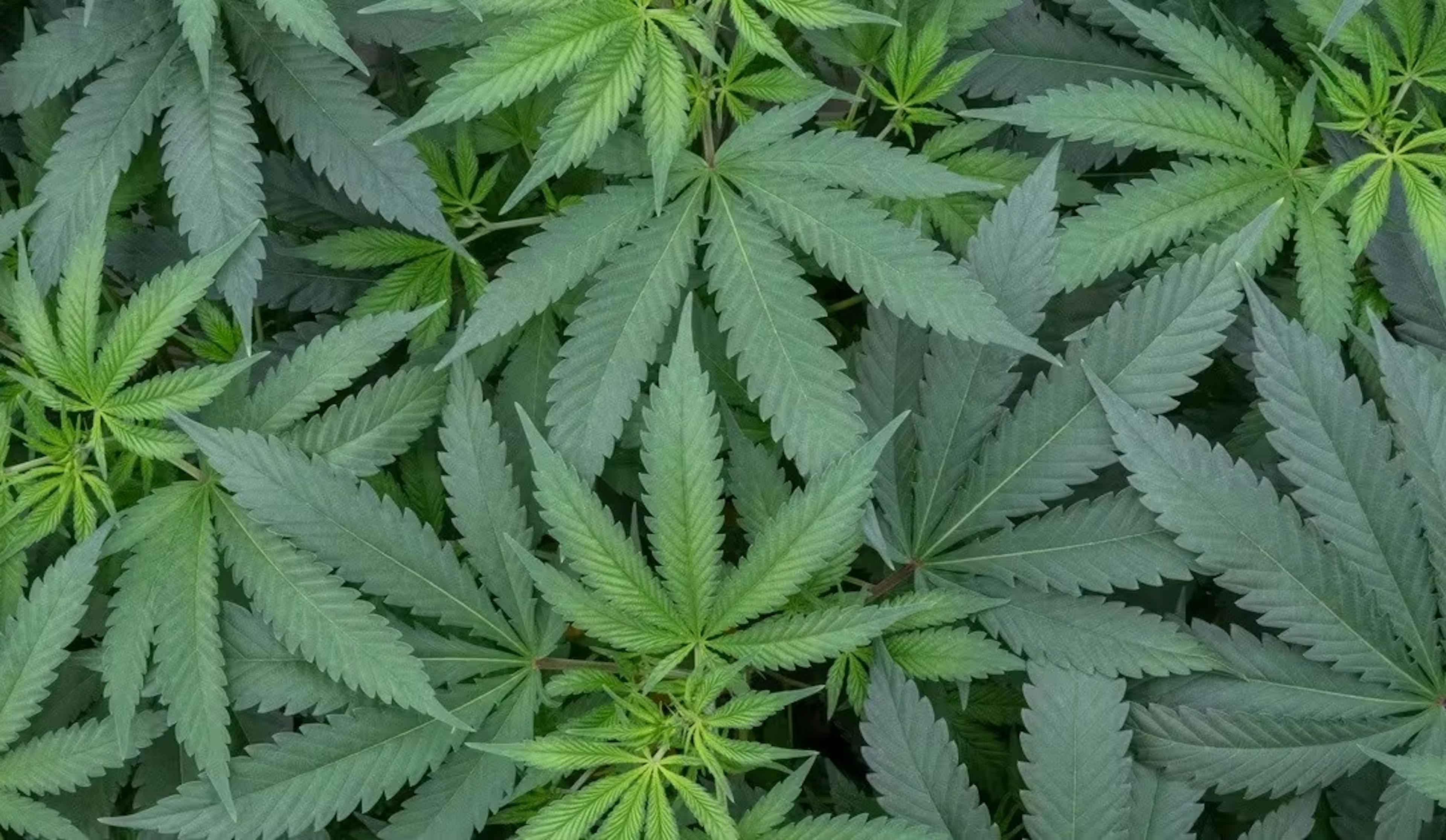 New to Cannabis
