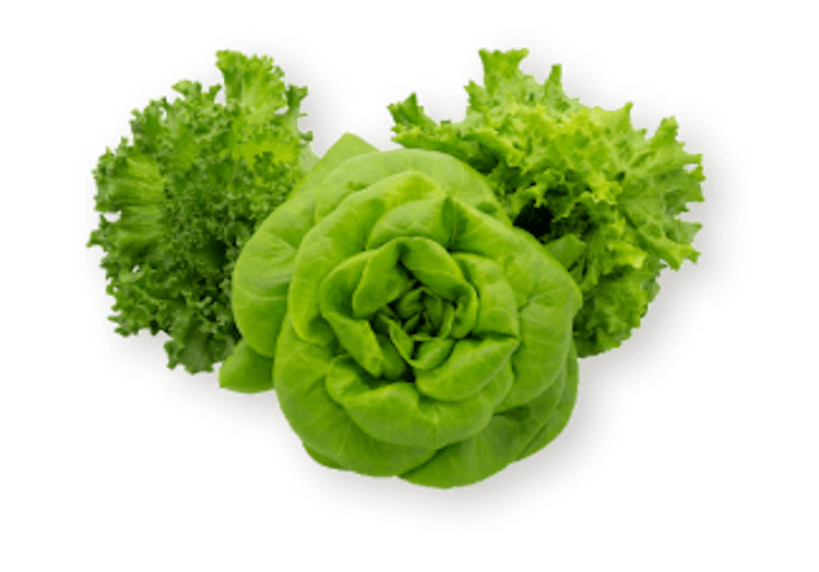 Lettuce