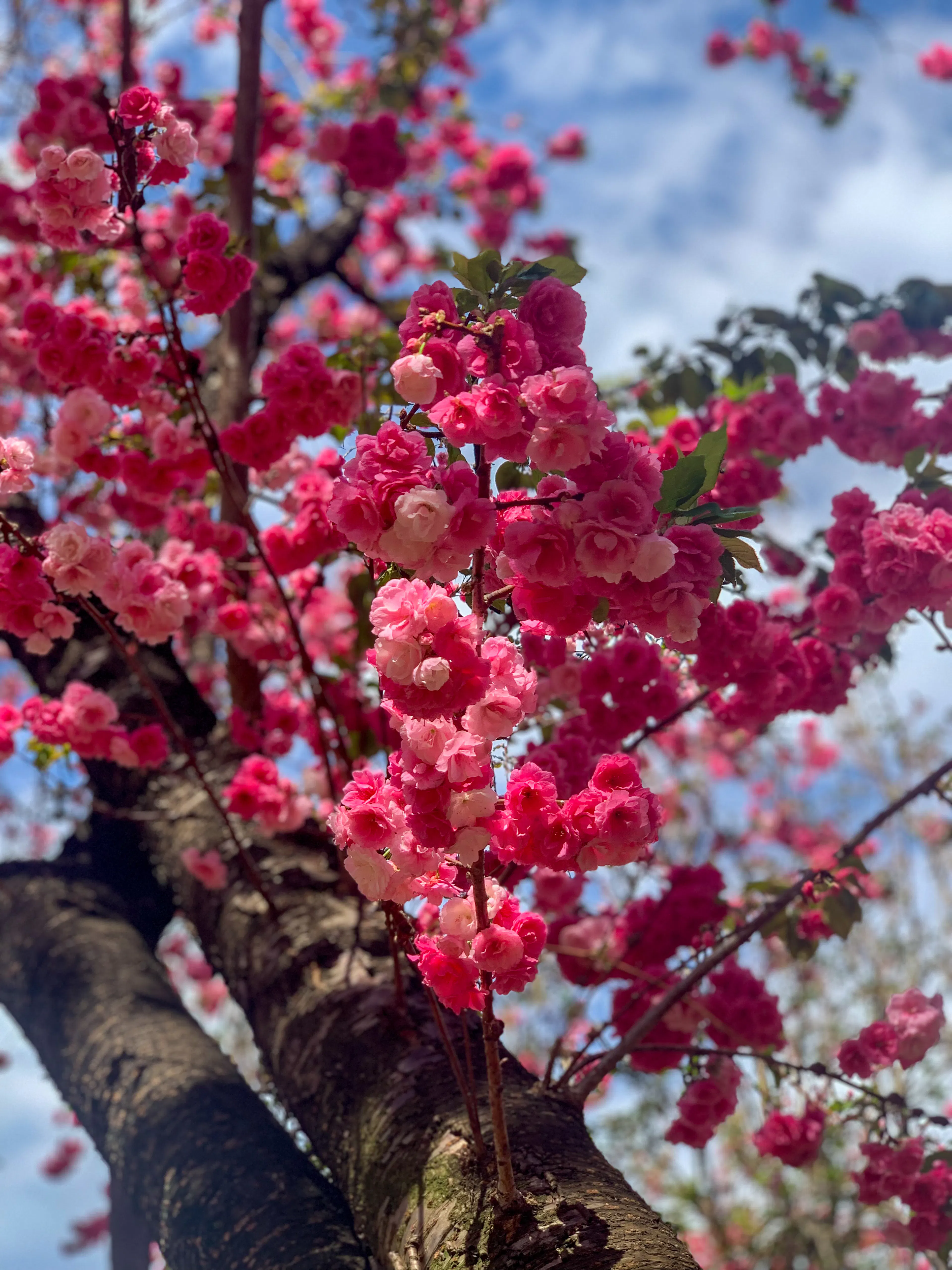 Sakura Yunnan tour image