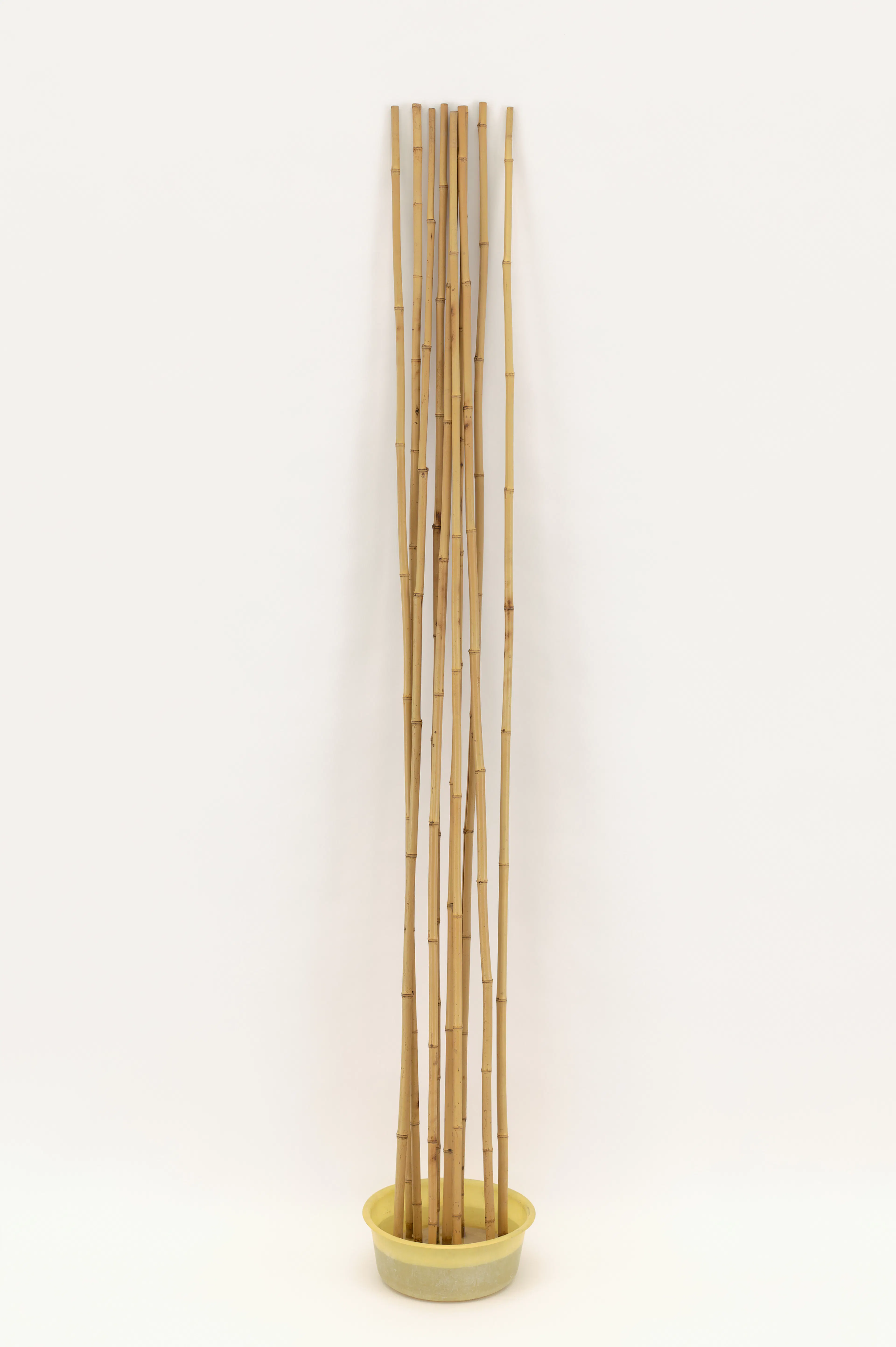 SIGMAR POLKE, Wiederbelebungsversuch an Bambusstangen (Attempt at Resuscitation of Bamboo Canes), 1967, Plastic bowl, bamboo, water