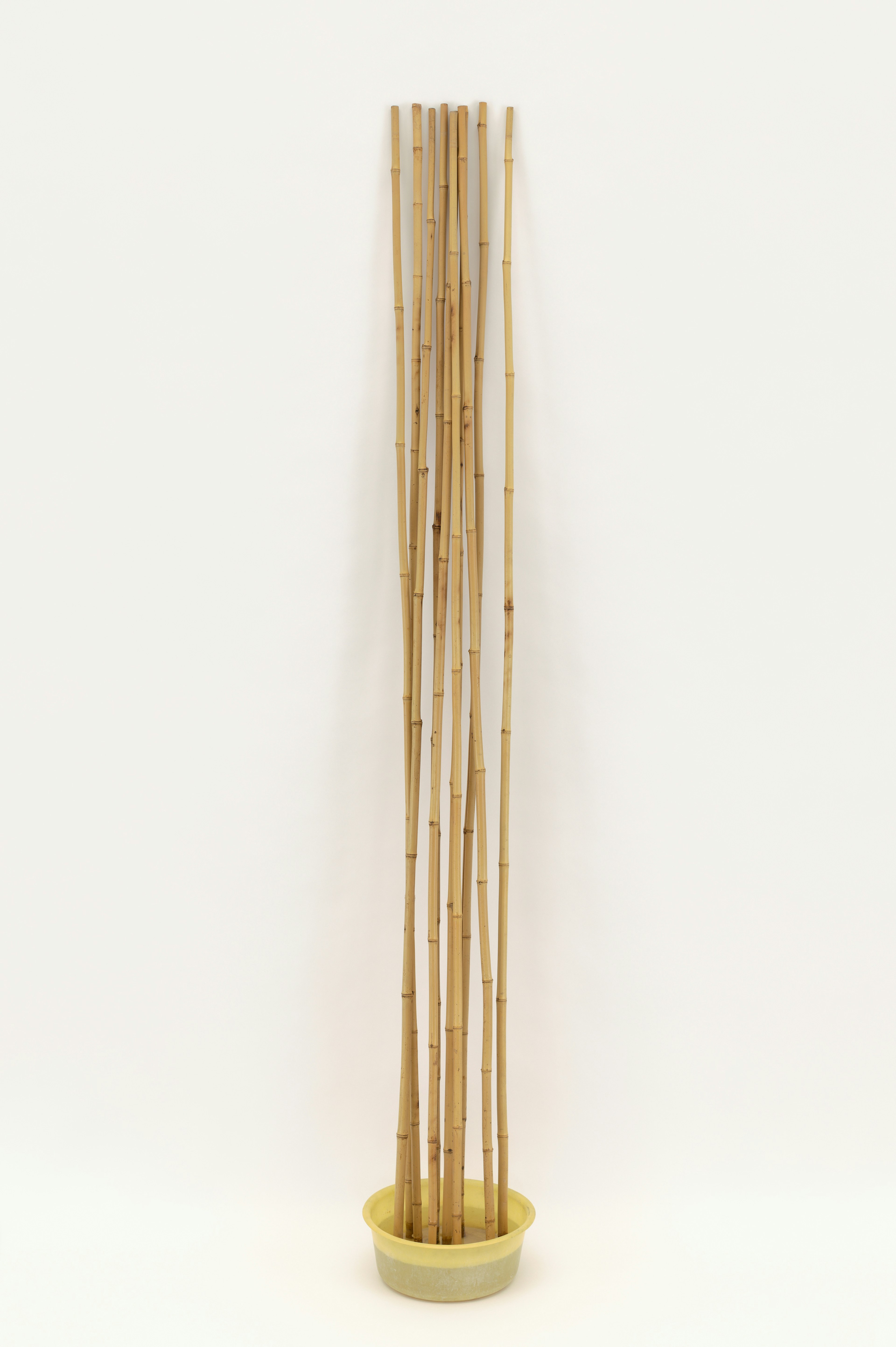 SIGMAR POLKE, Wiederbelebungsversuch an Bambusstangen (Attempt at Resuscitation of Bamboo Canes), 1967, Plastic bowl, bamboo, water