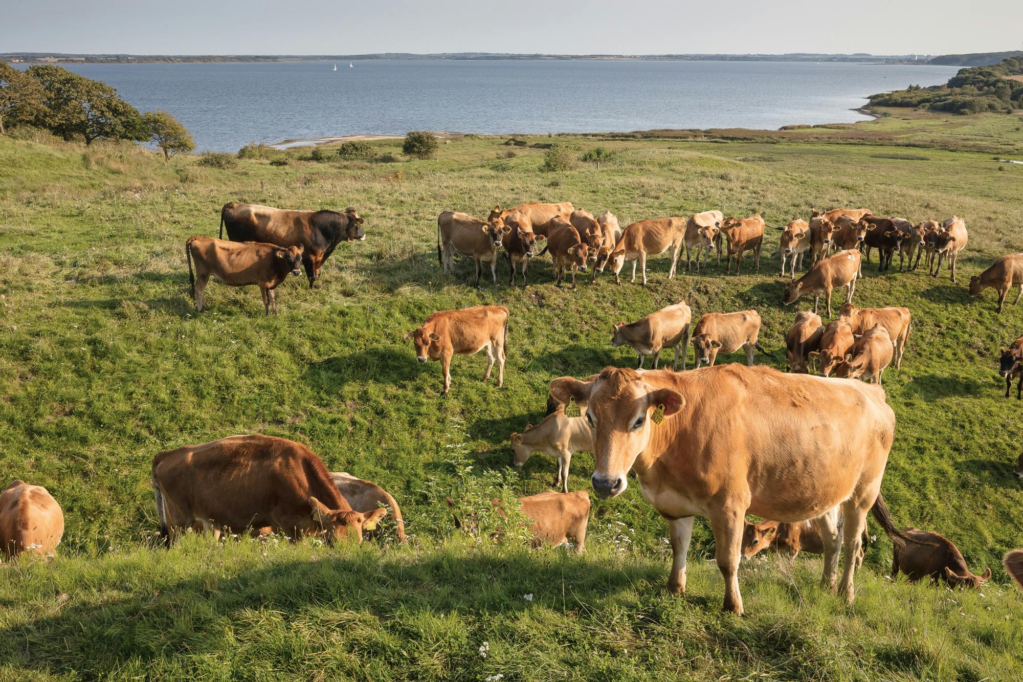 For at bekæmpe skovrydning vil de økologiske mejerier Thise, Naturmælk og Øllingegård fra 2022 ikke længere give deres køer soja. Foto: Per Andersen.