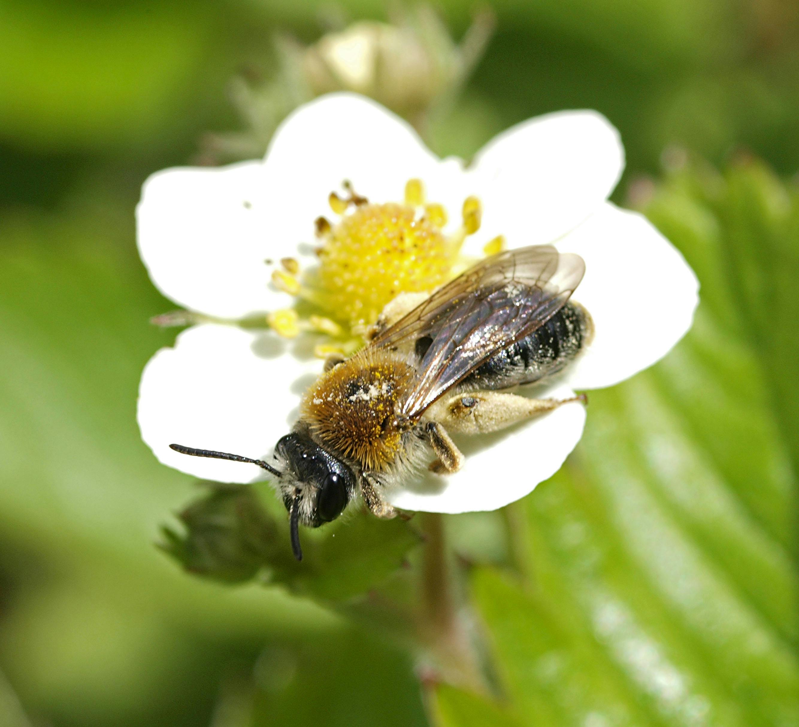 Flere blomsterfrø skal gavne vilde bier. Foto: CCBY Line Sabroe