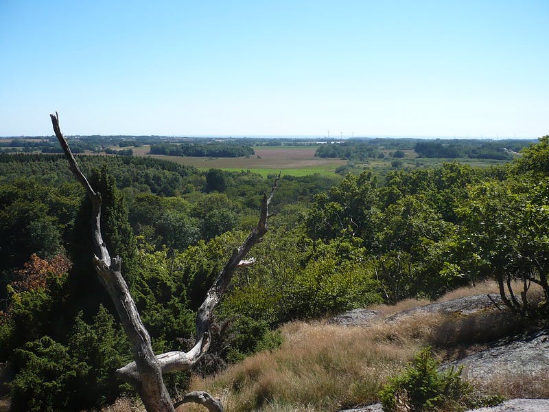 Almindingen på Bornholm er en af de skove, der bliver mere naturlige. Foto: CCBY Alex