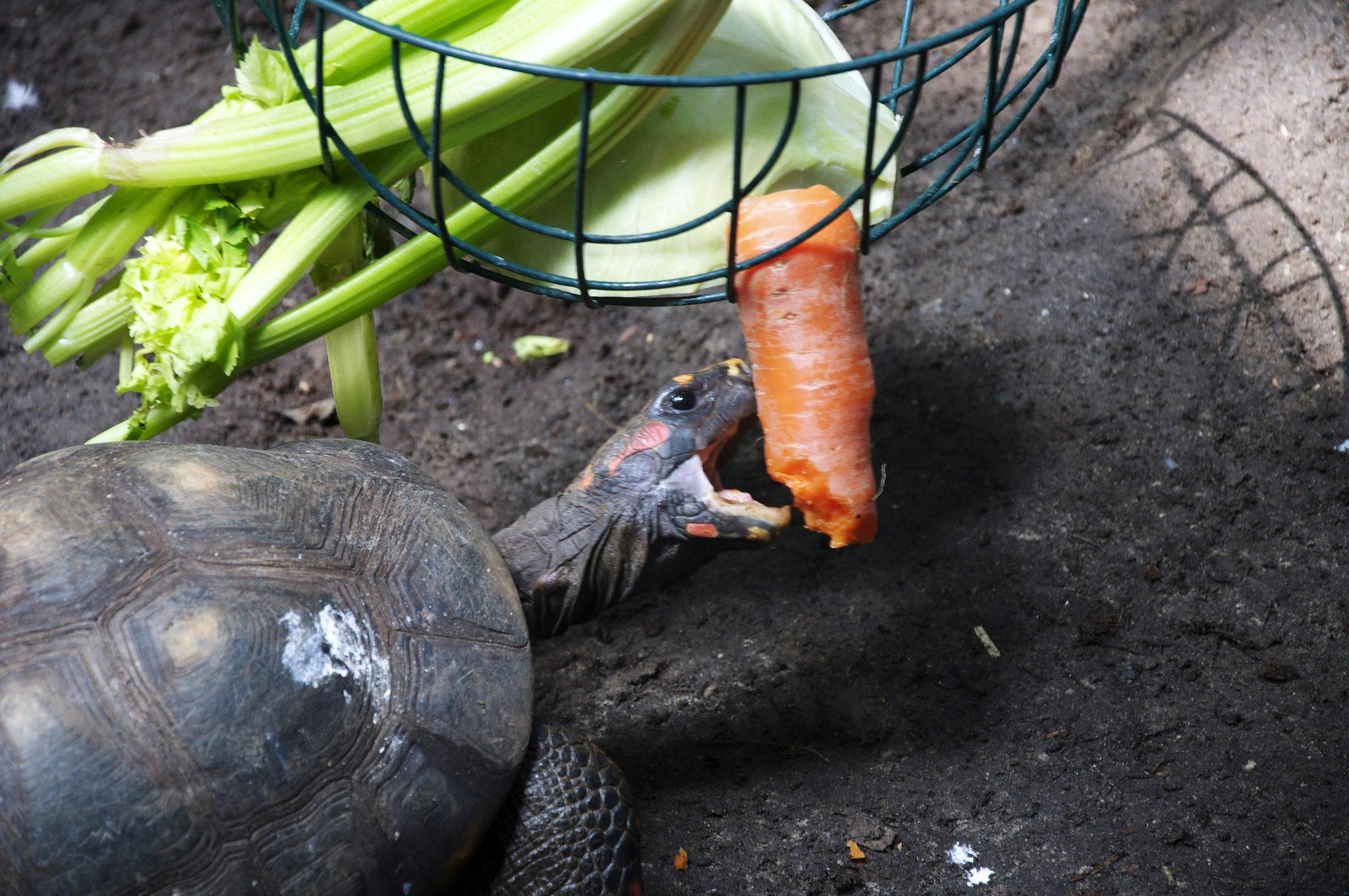 Selv gamle grøntsager kan gavne. Her hos en skildpadde i Københavns Zoo. Foto: CCBY Alyssa Heaton