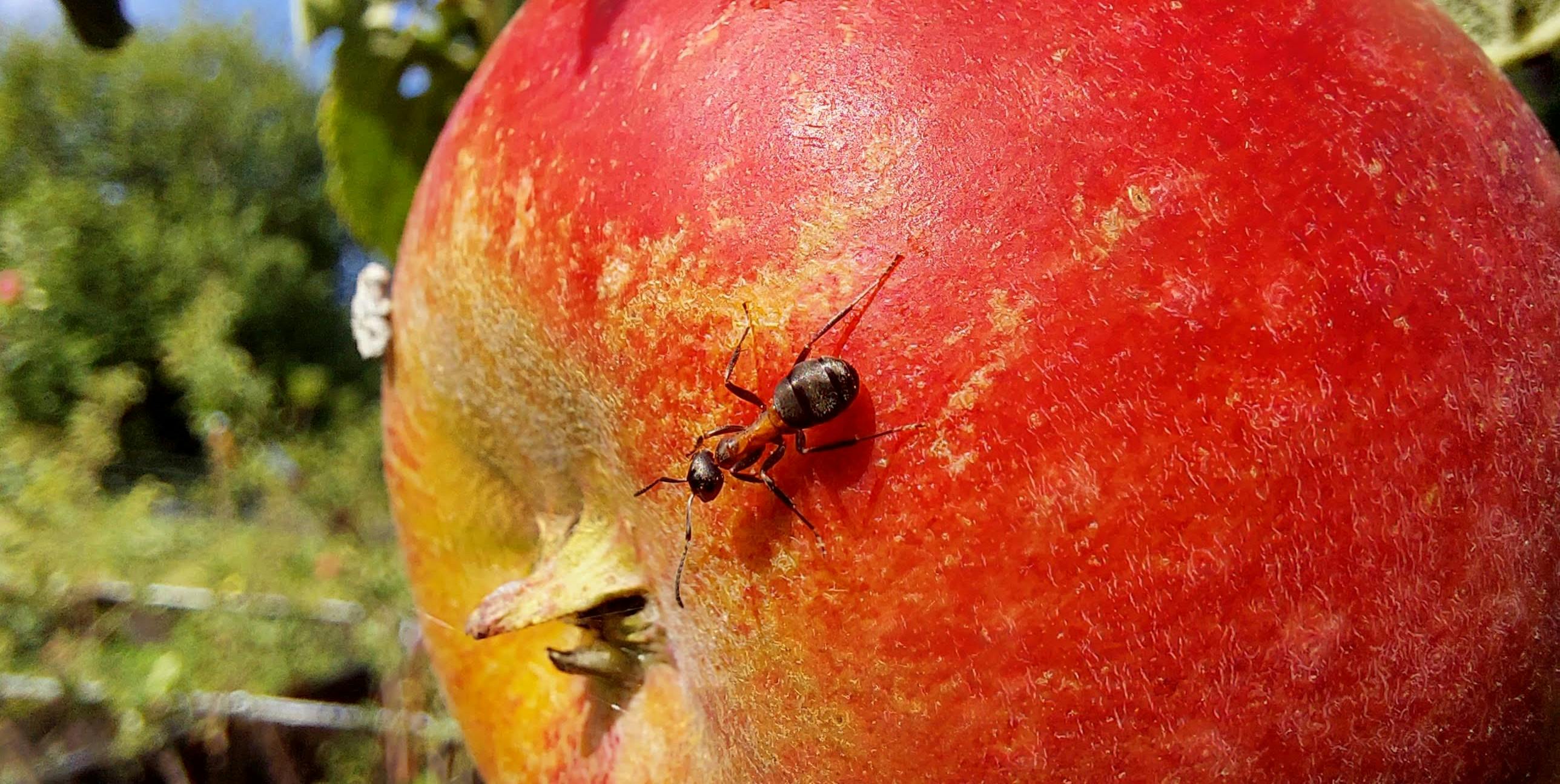 Æblerne er sikre, når myrerne er på patrulje. Privat foto.