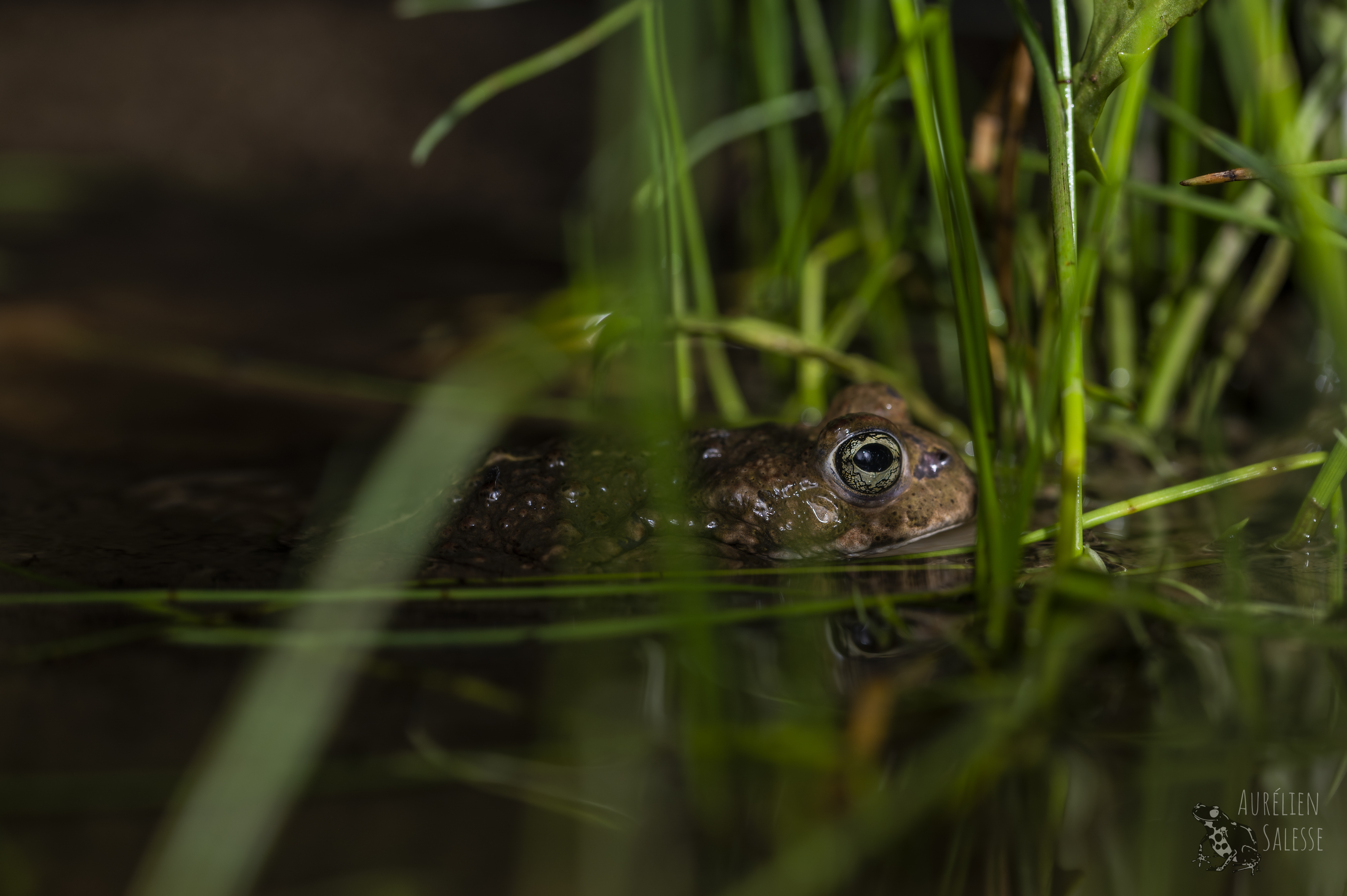En strandtudse sonderer terrænet. Foto: Aurélien Salesse CCBY 