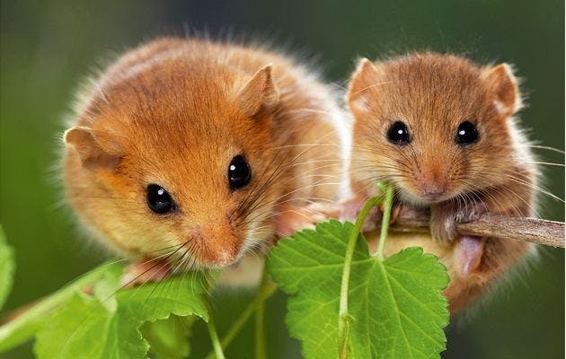 Hasselmusen er en sjælden art i Danmark og kan fortælle os noget om naturens tilstand. Foto: Alchetron.