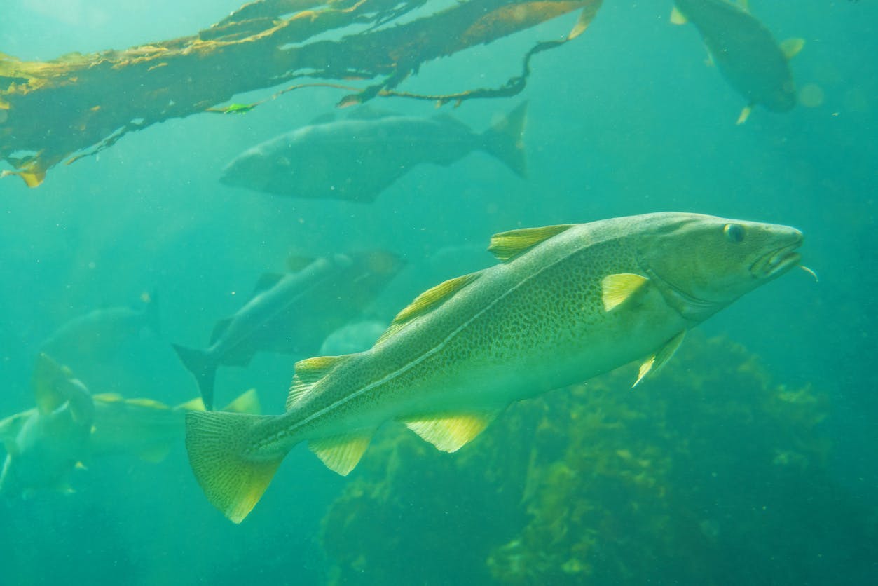 Fisk har det godt i tang og stenrev, hvor de kan gemme sig og yngle. Foto: Travel Faery on iStock.