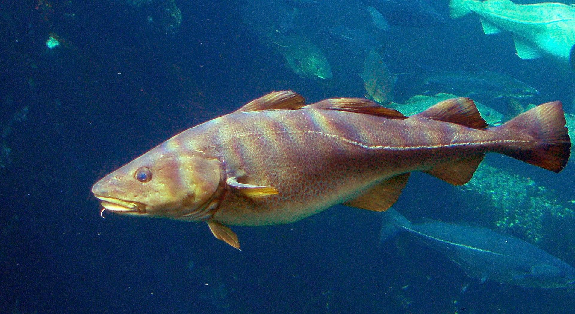 Torsken er blandt de fisk, der potentielt kan nyde gavn af de kommende stenrev. Foto: Wikipedia Commons