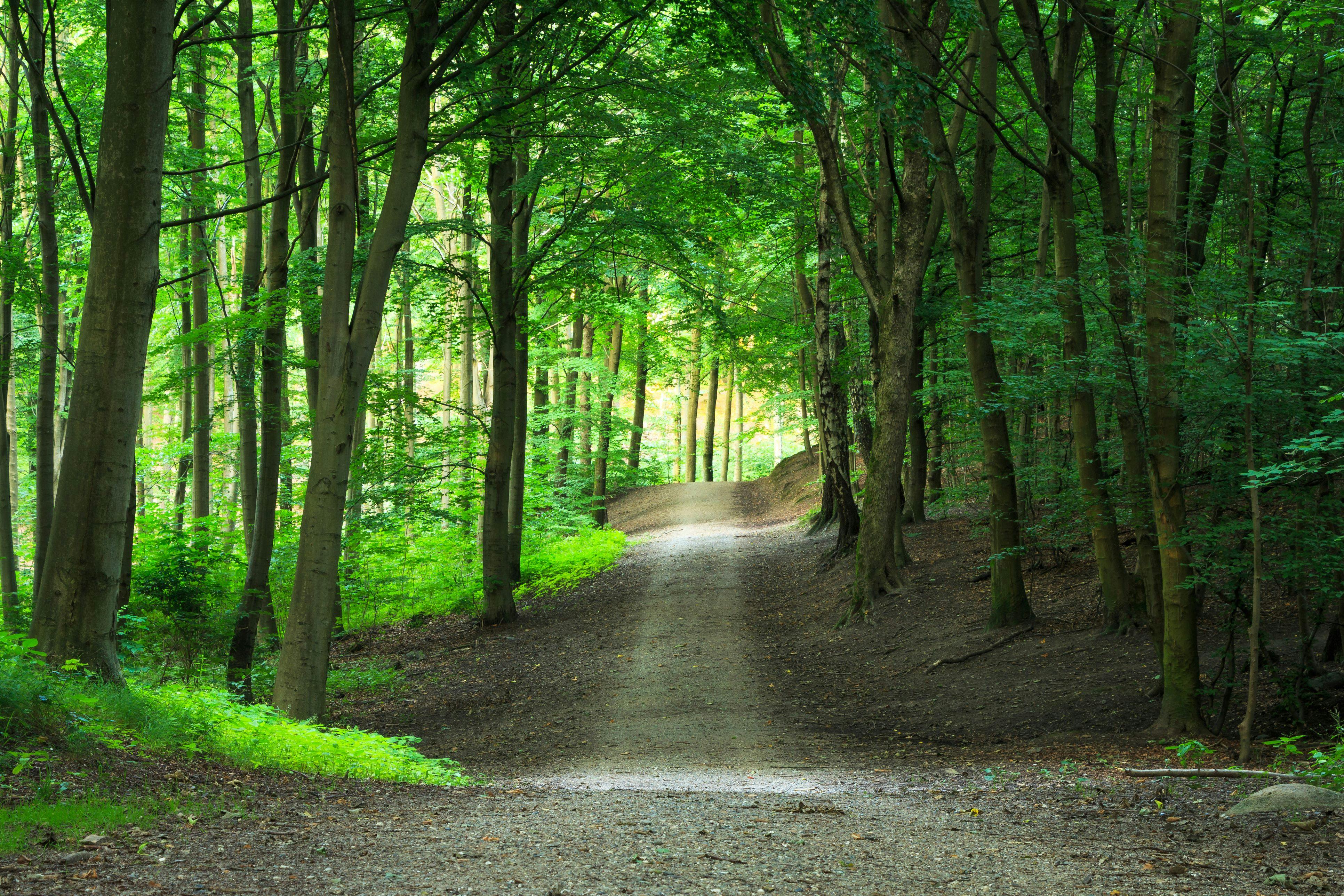 Foto: Jaffar Ali Afzal, iStock