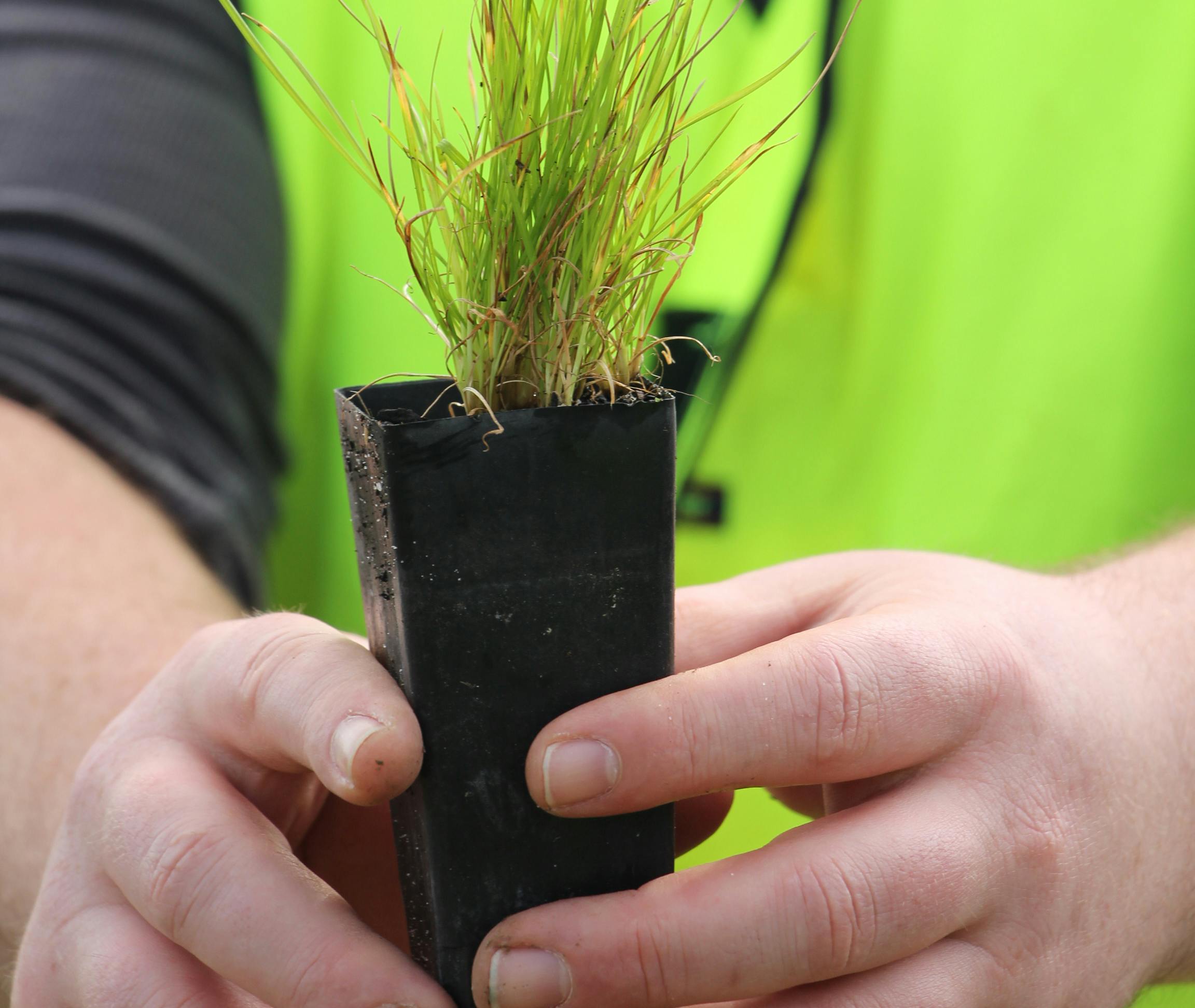 Den australske miljøorganisation Greenfleet planter træer som klimakompensation for CO2-udledning. Foto: Greenfleet Australia