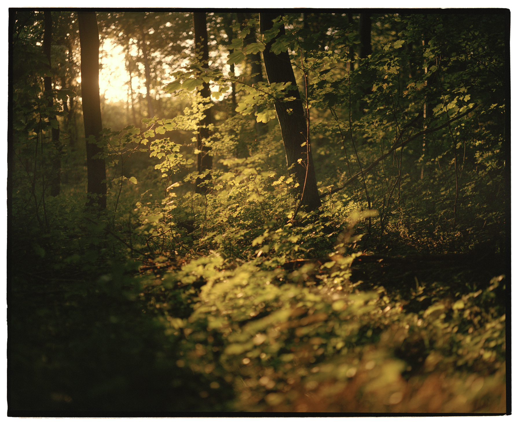 En tiendedel af Frejlev Skov skal nu stå urørt for altid, og det er der blevet lavet en årskalender ud af. Foto: Lasse Bak Mejlvang