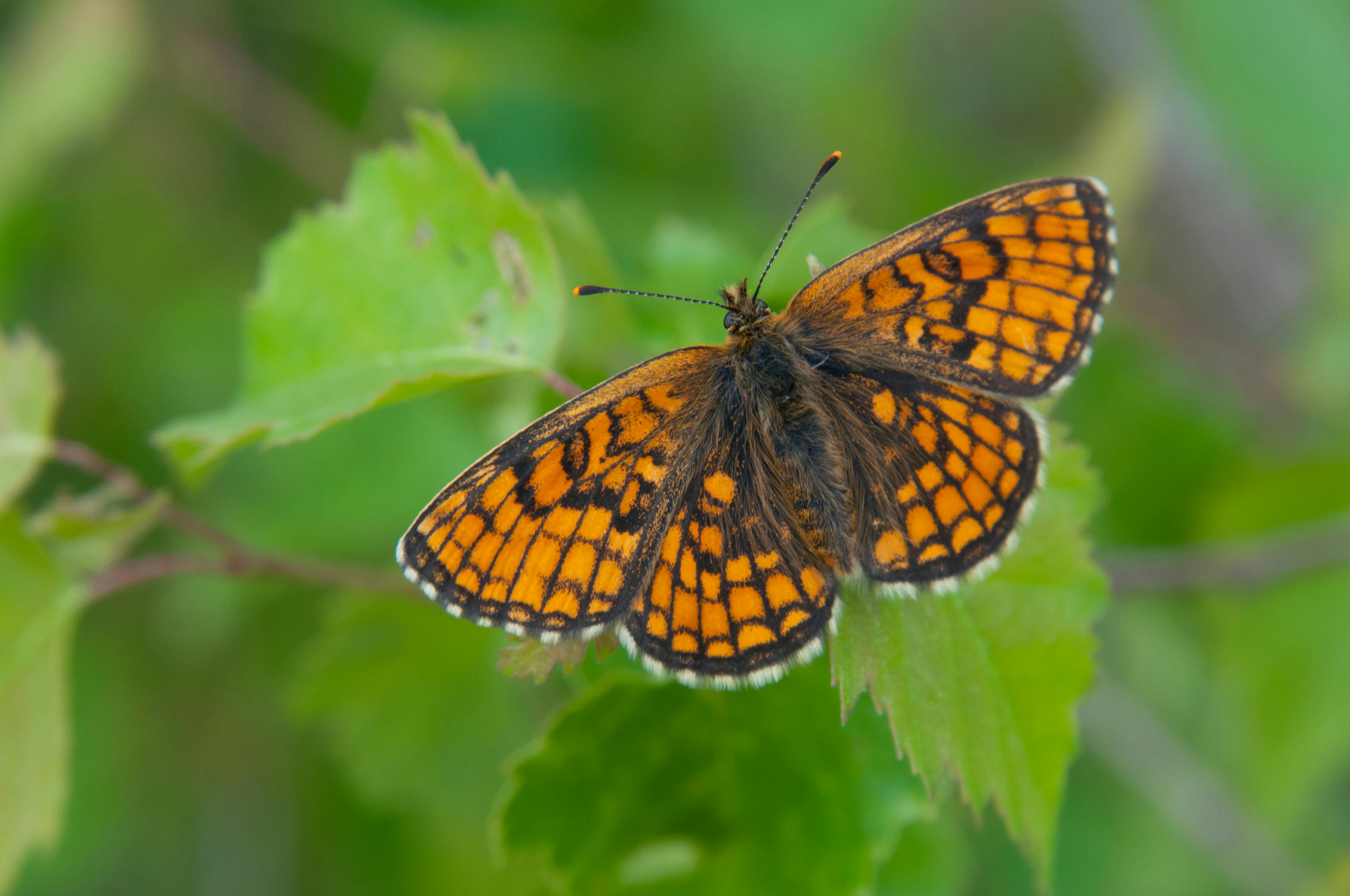 Den Brune Pletvinge er en af de sommerfuglearter, der er sårbar og truet i den danske natur. Foto: Tero Laakso CCBY
