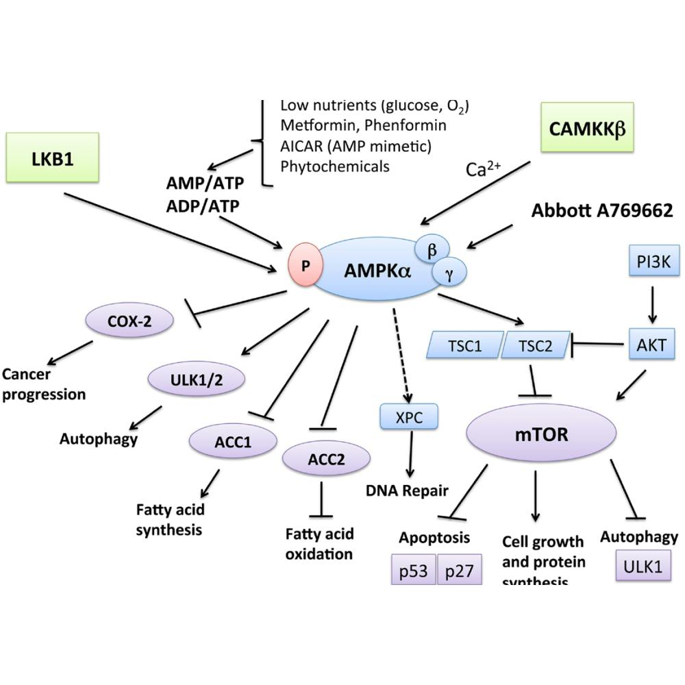 ampk pathway