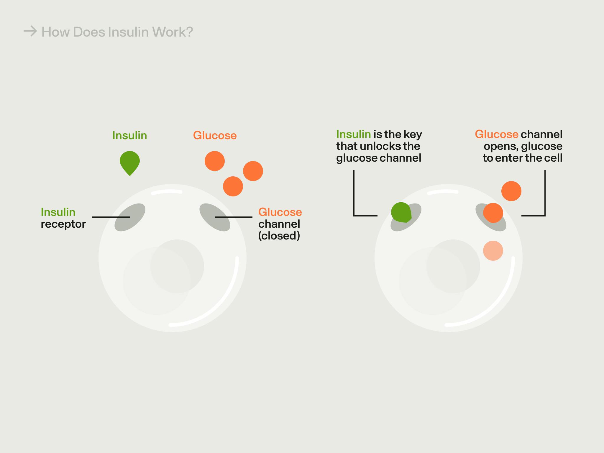 graphic of how insulin and glucose work