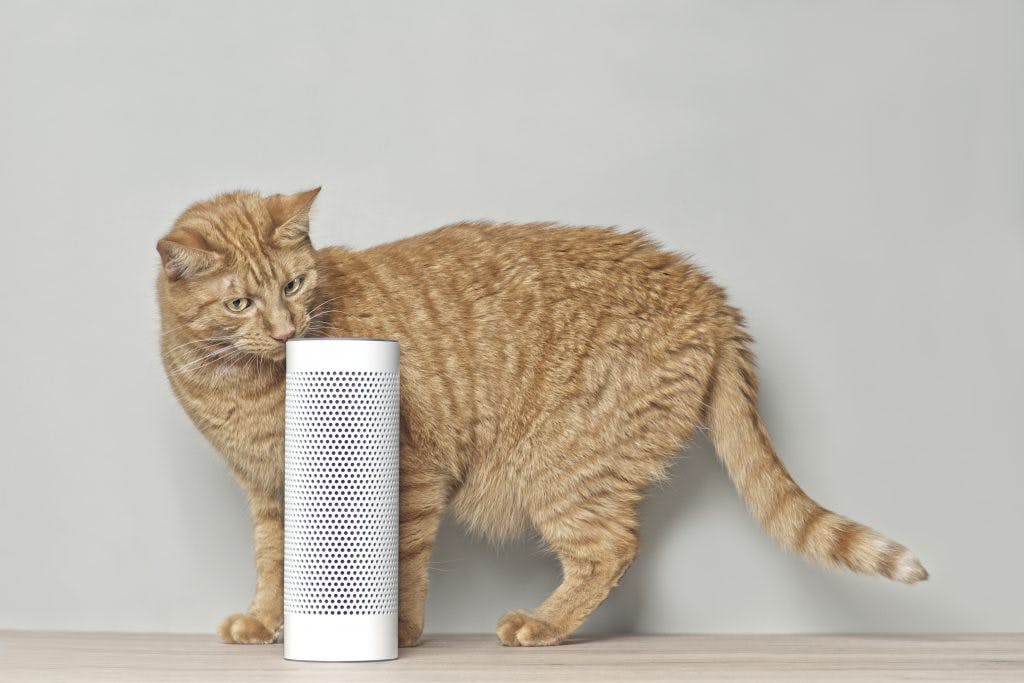 Speaker