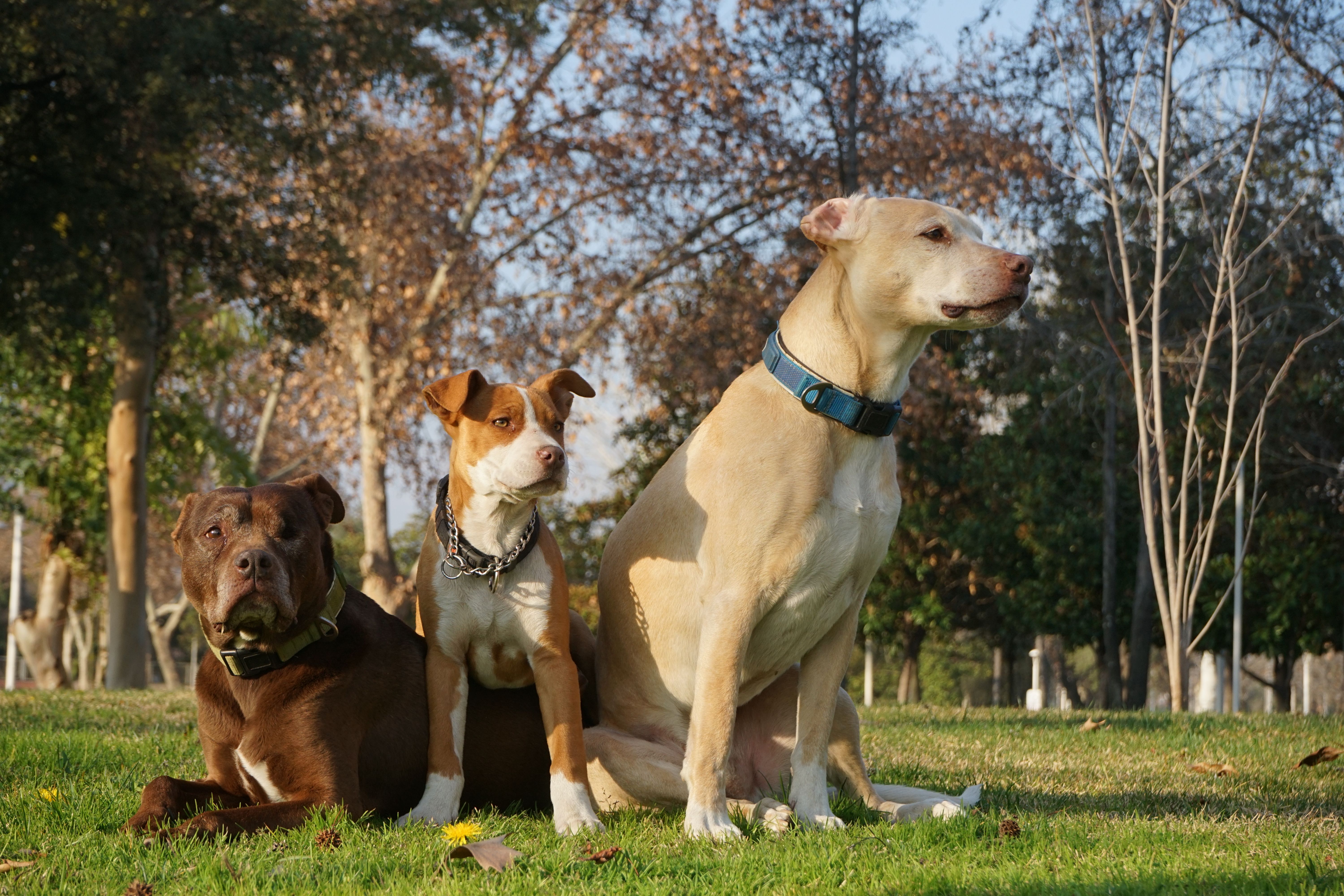 Dog Custody 