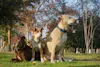 Dog Custody
