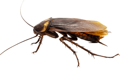 cockroach