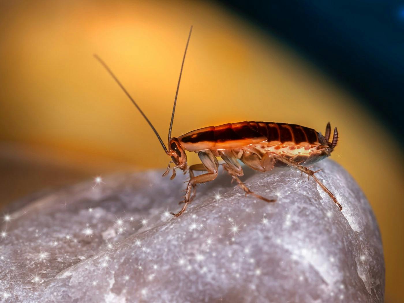 cockroach on rock