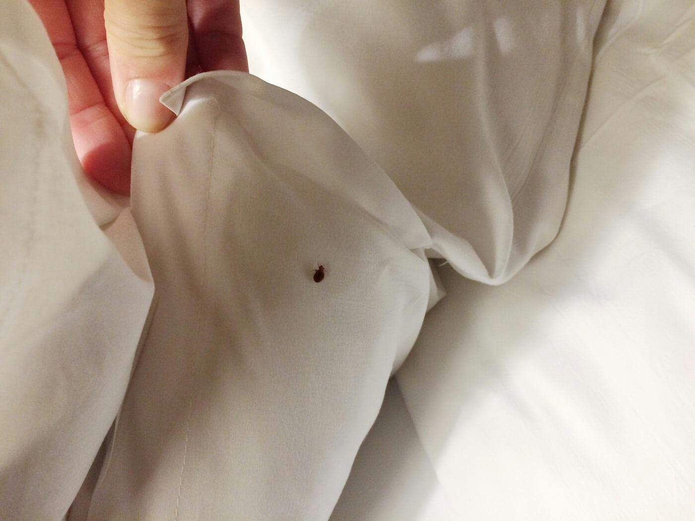 bed bug on bed sheet