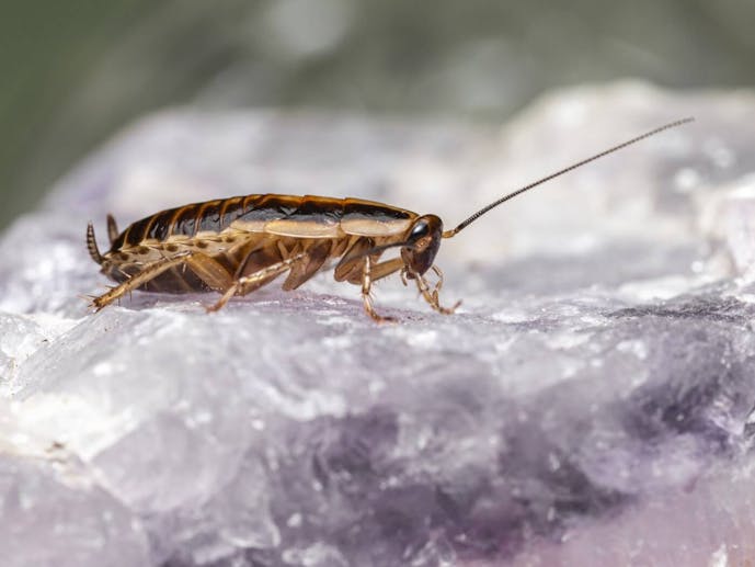 How much does cockroach extermination cost? | Vester Pest Control