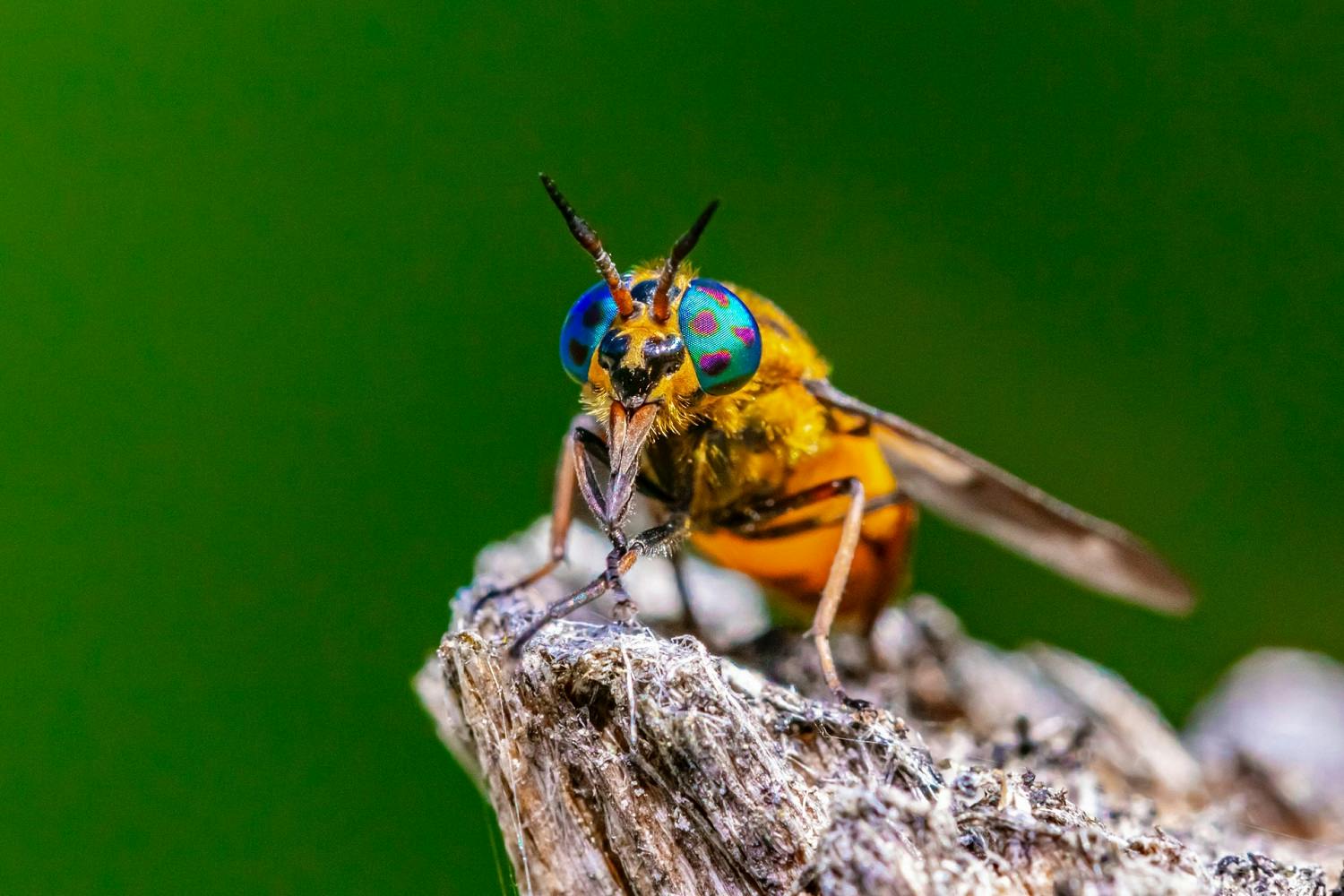 perched bee