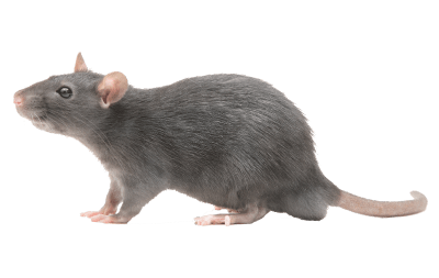 rat