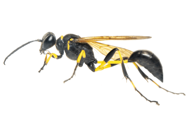 wasp