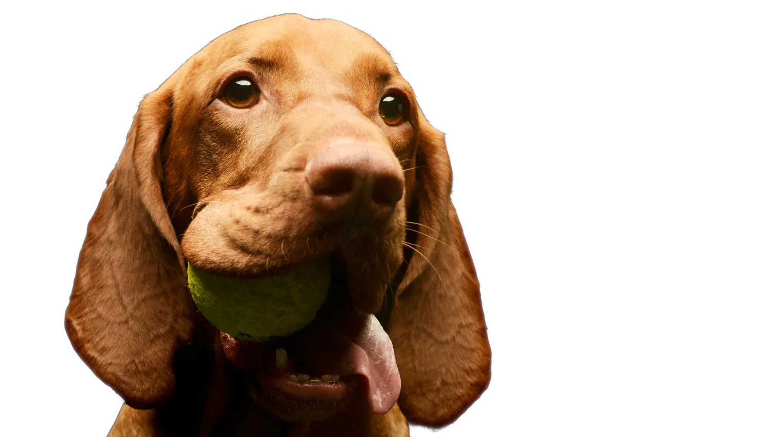 Vet Vision success stories