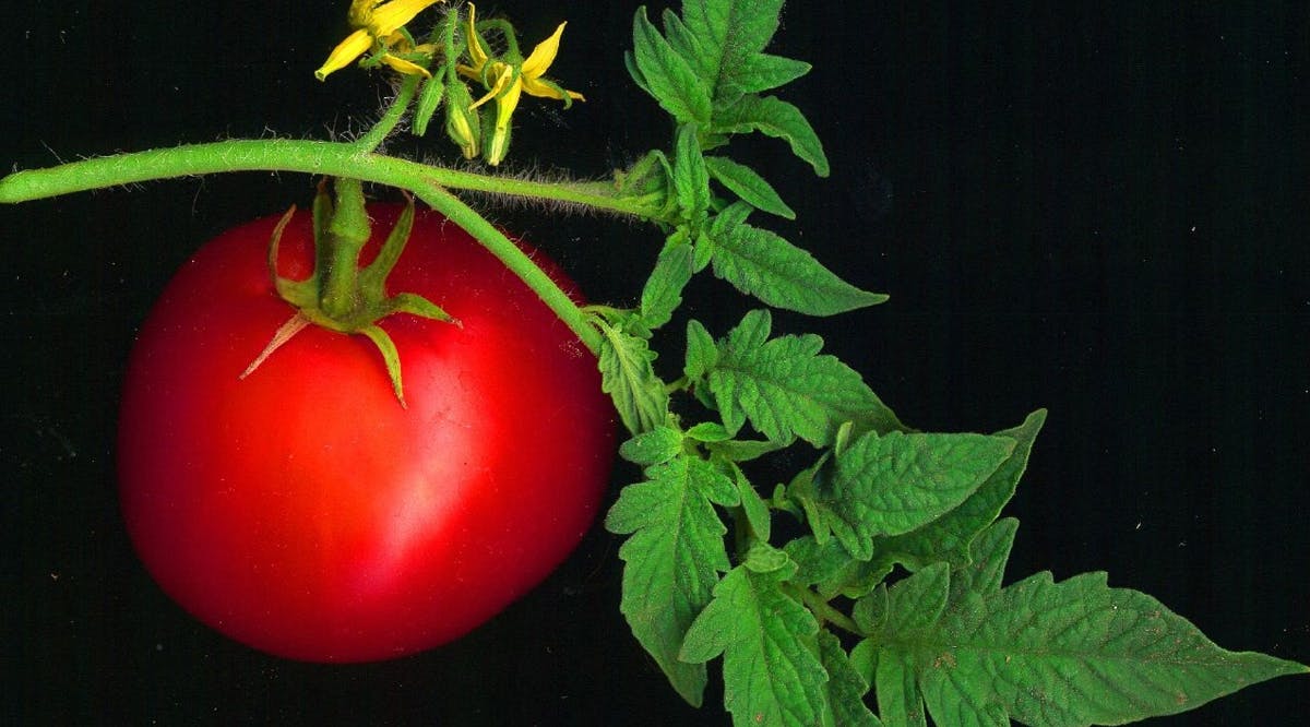Tomatoes were among the plants tested for sound by Tel Aviv University researchers