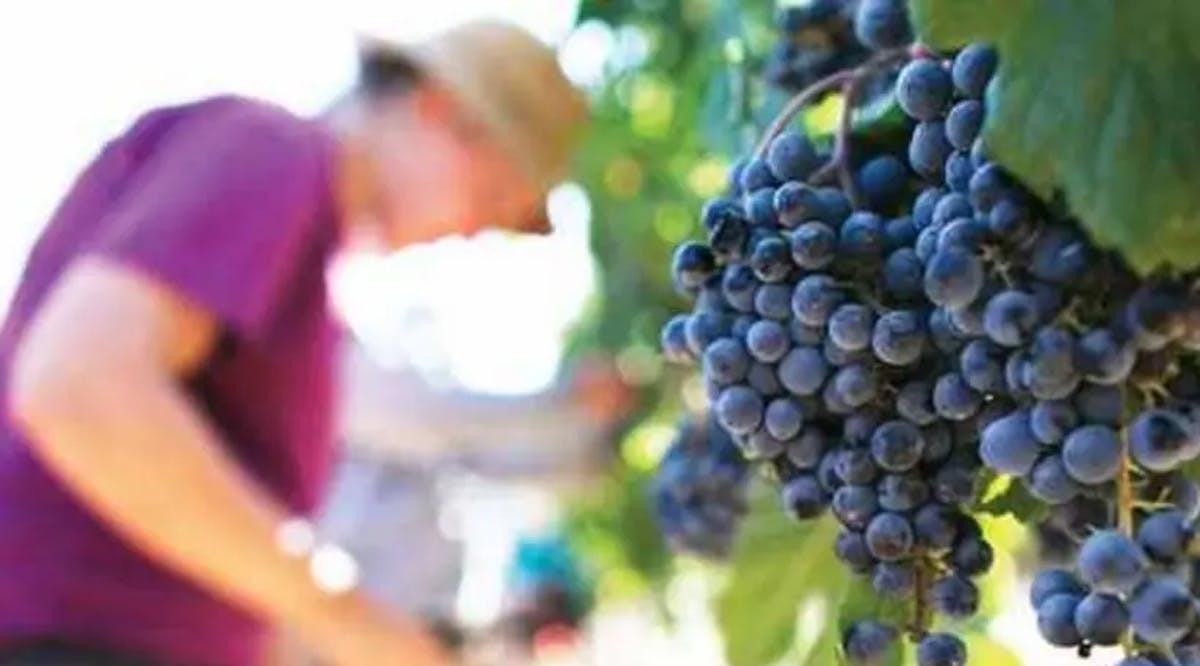 Farmer with grapes