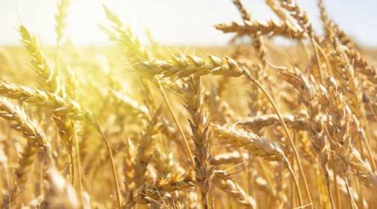 Grain field