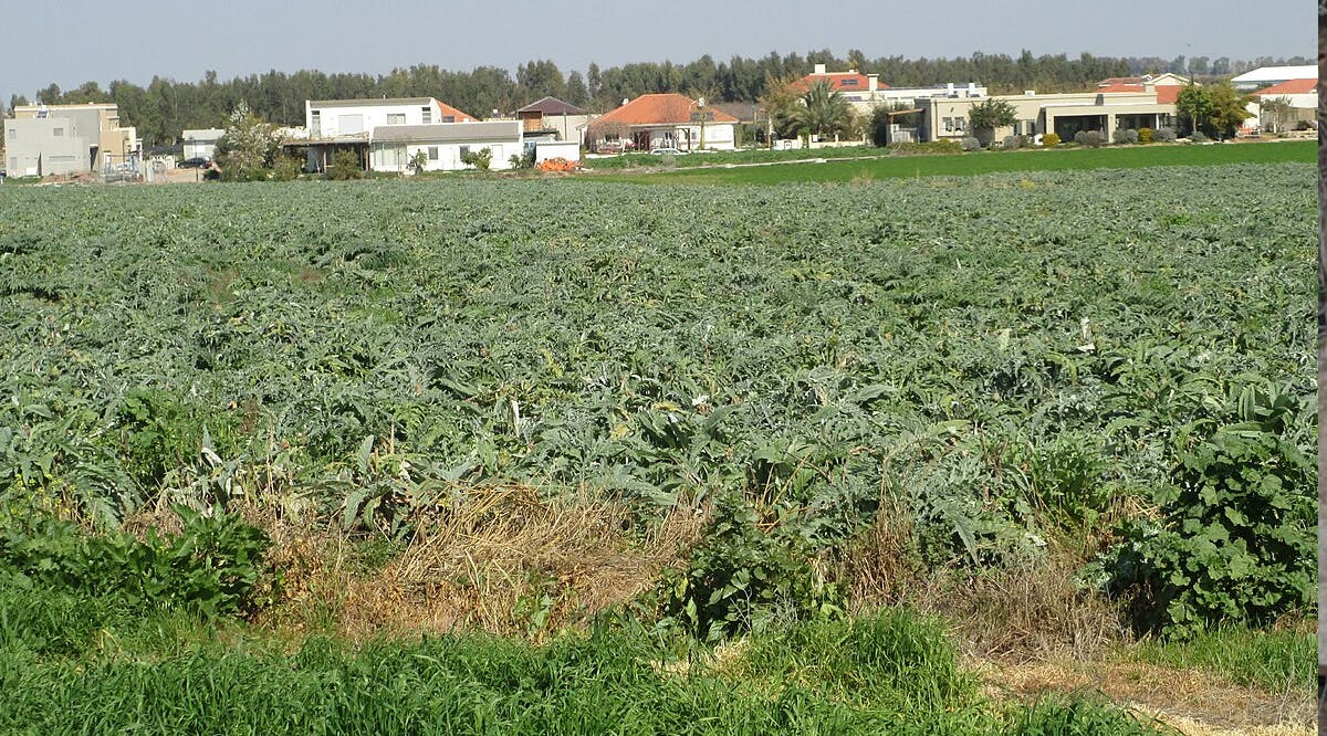 Artichoke farm in Nir Banim