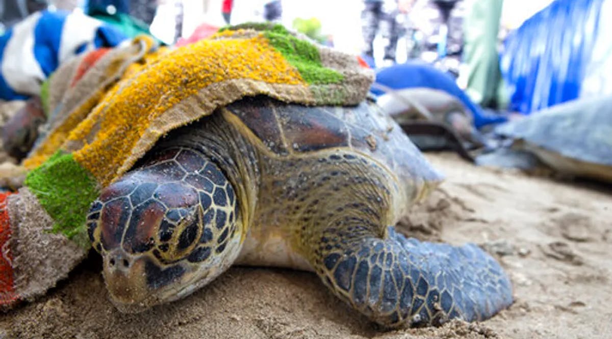 A green turtle is covered with a wet towel after it was confiscated from suspected poachers in Bali, Indonesia