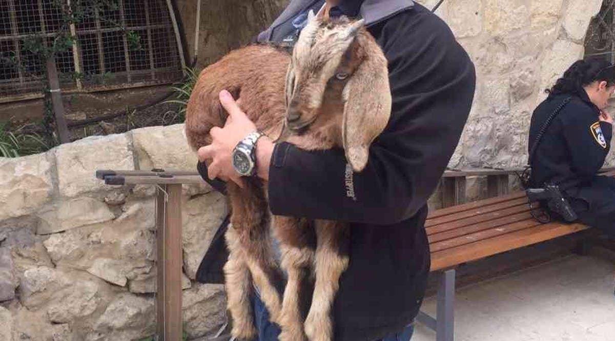 A goat rescued by police from a man who intended to slaughter it as a Biblical Passover sacrifice