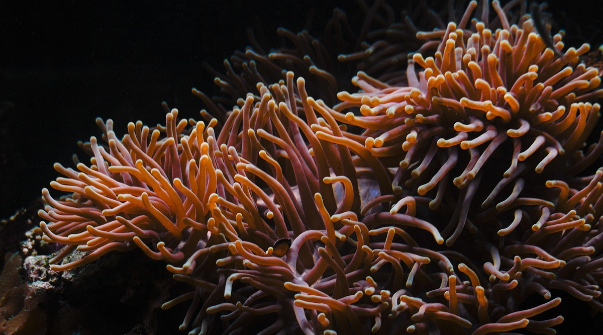 Sea Anemones