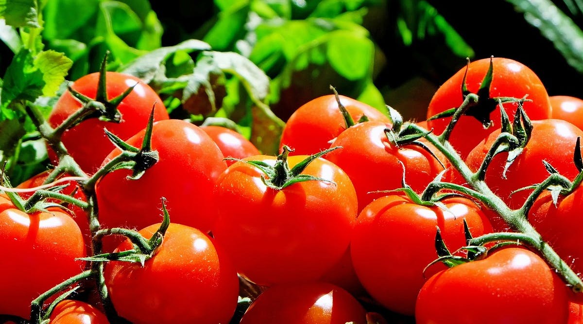 Tomatoes