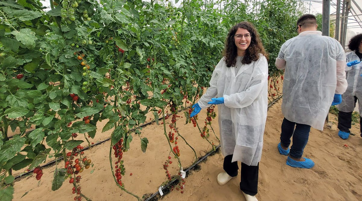 Self-Drying Cherry Tomatoes