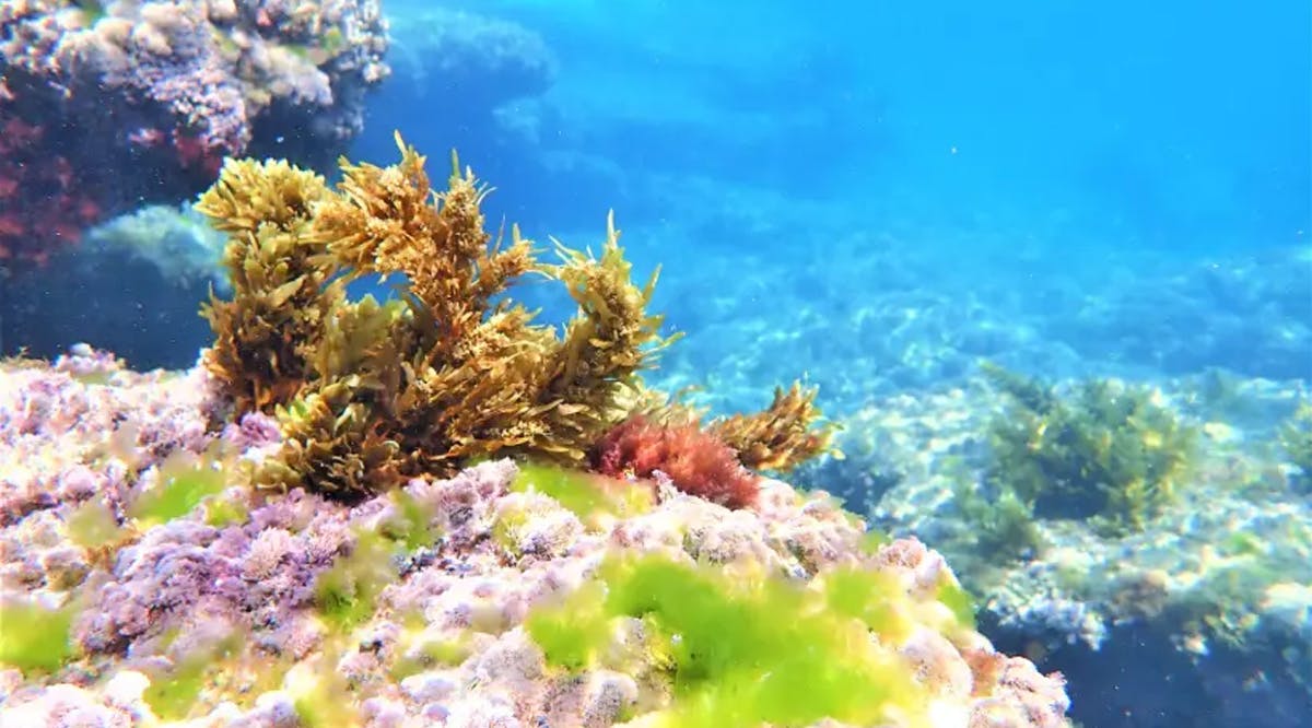 Underwater seaweed garden, Bat-Yam, Israel