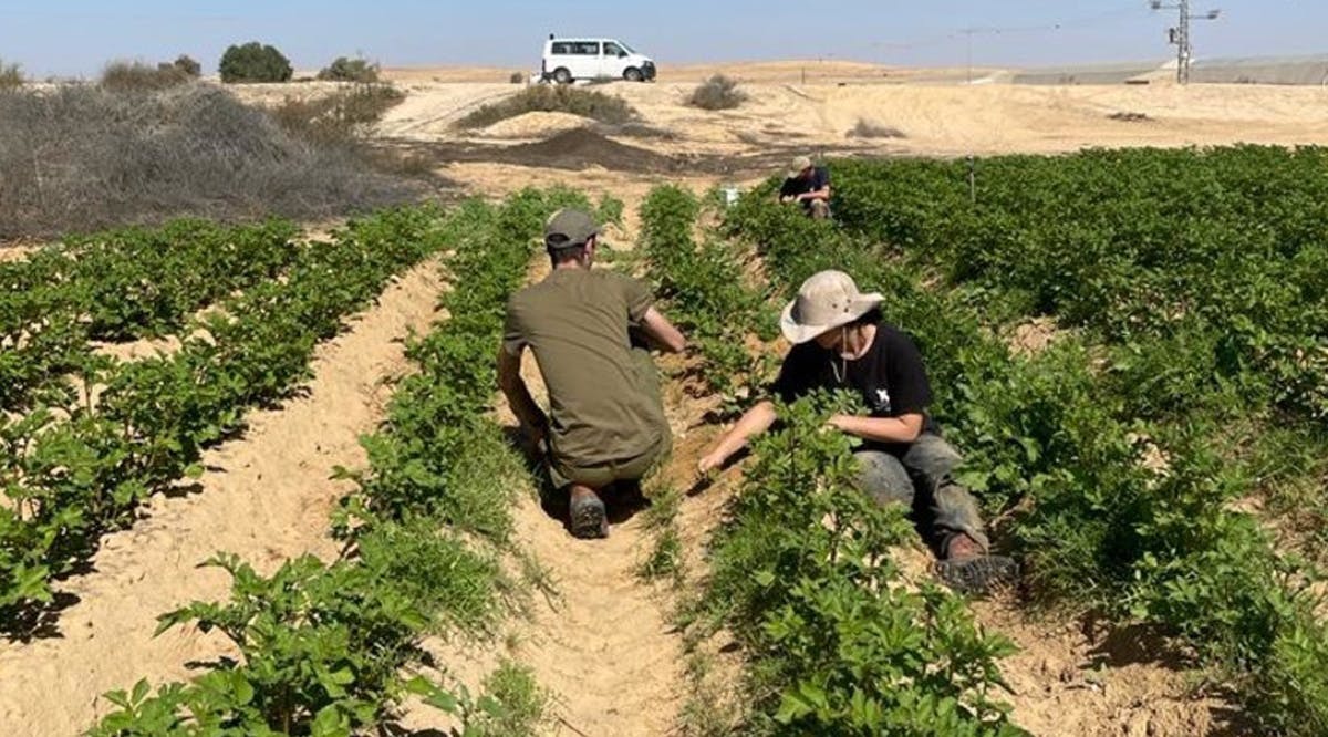 Volunteers work on Israeli farms