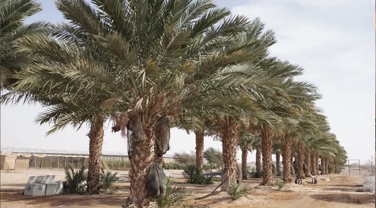 Palm trees grow at an R&D station in Israel