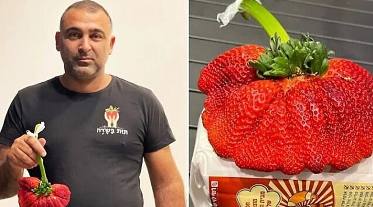 Chahi Ariel and the record-breaking strawberry
