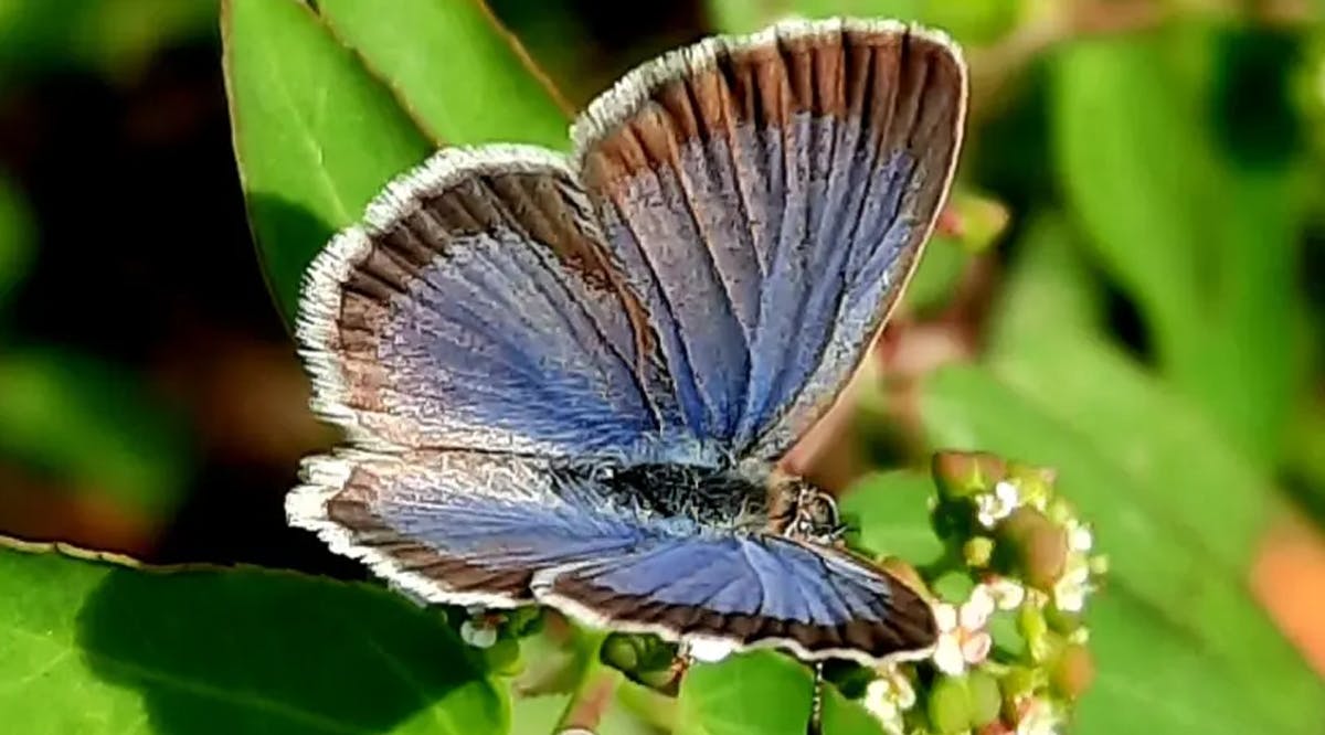 Photo of a butterfly in a butterfly garden