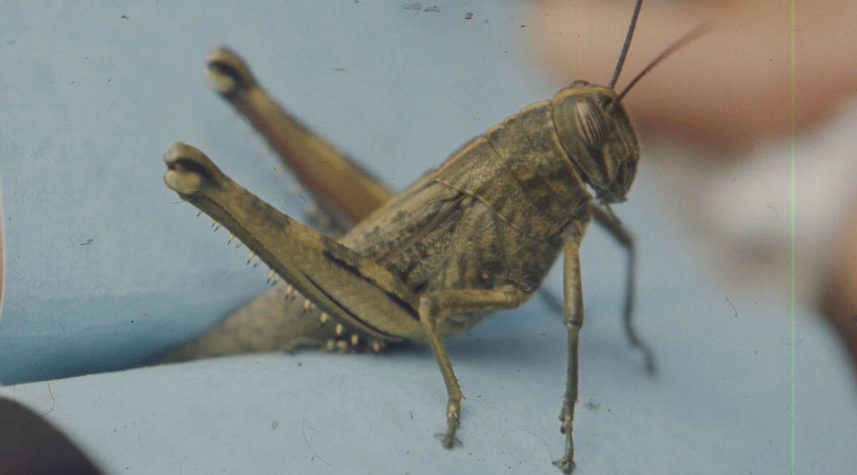 Moroccan Locust