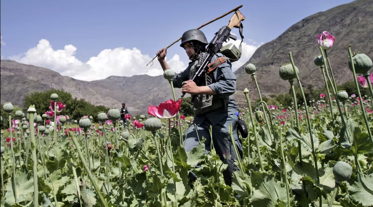 An armed Afghan policemen destroys an opium poppy field in Noorgal, Kunar province, east of Kabul, Afghanistan